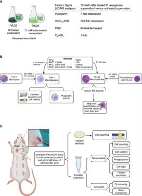 Targeting Pseudomonas aeruginosa quorum sensing with sodium salicylate modulates immune responses in vitro and in vivo